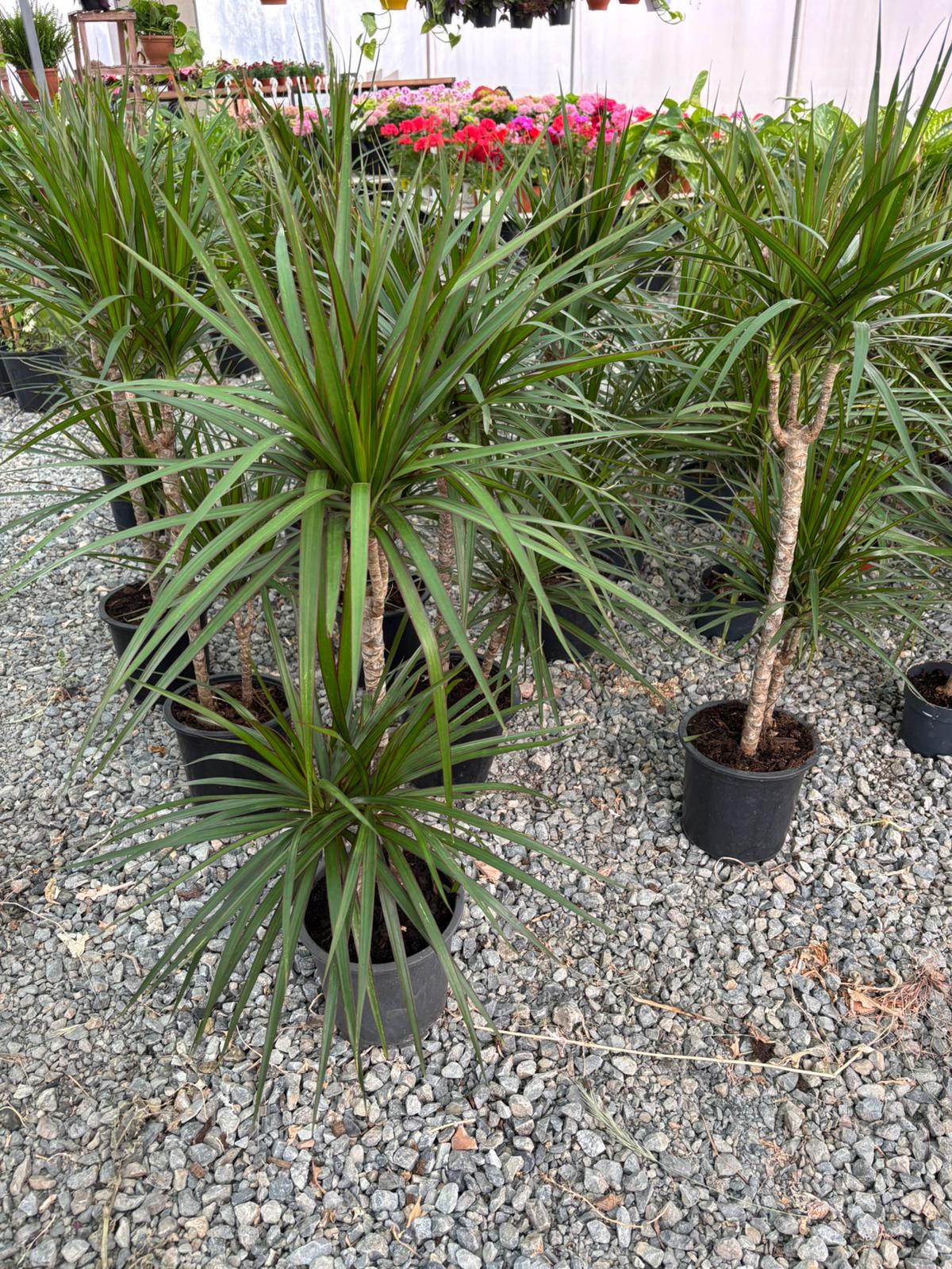 2’li Marginata