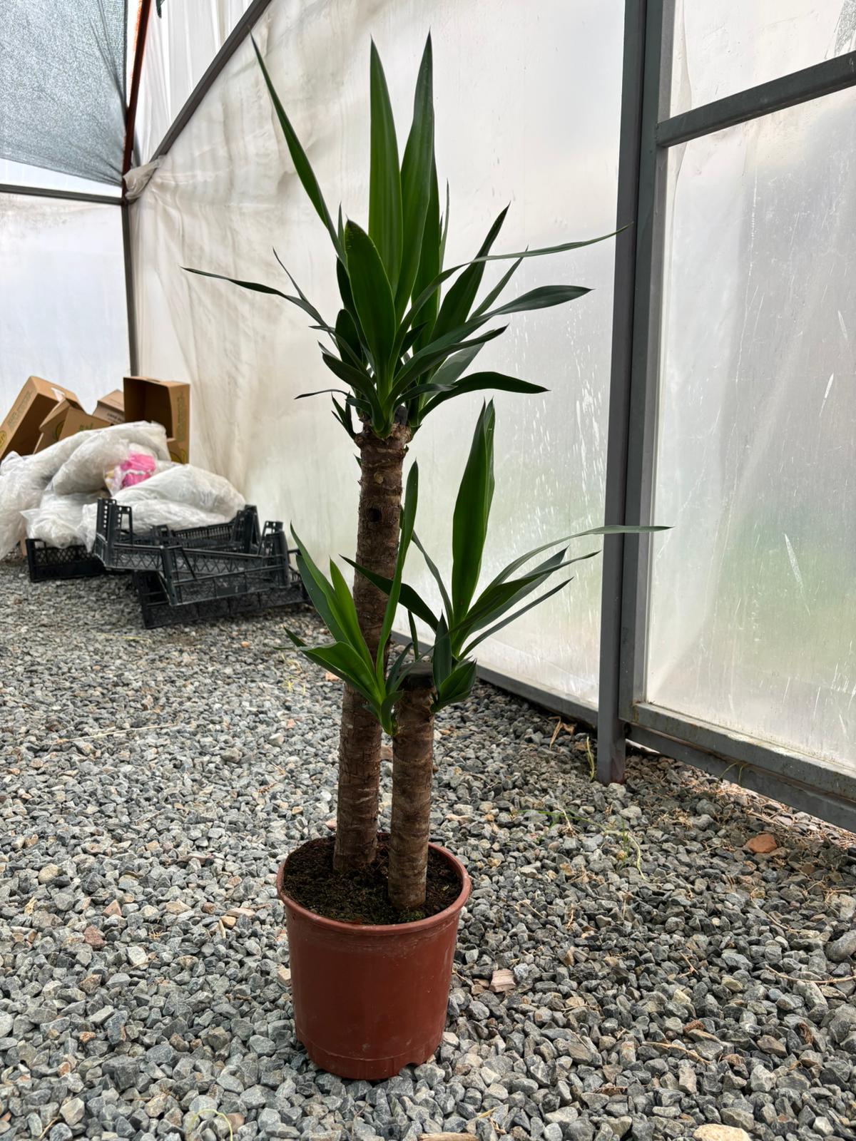2’li Yucca