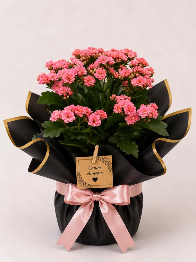 Kalanchoe