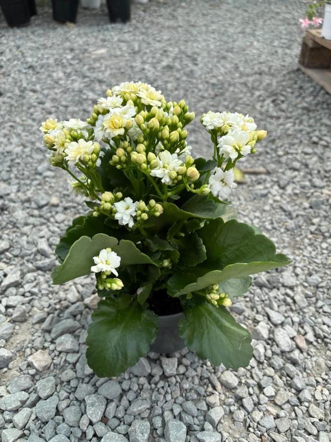 Kalanchoe
