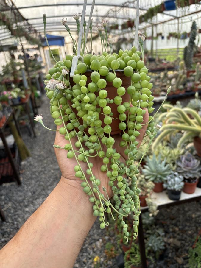 13cm Saksıda Yuvarlak Form Tesbih Çiçeği