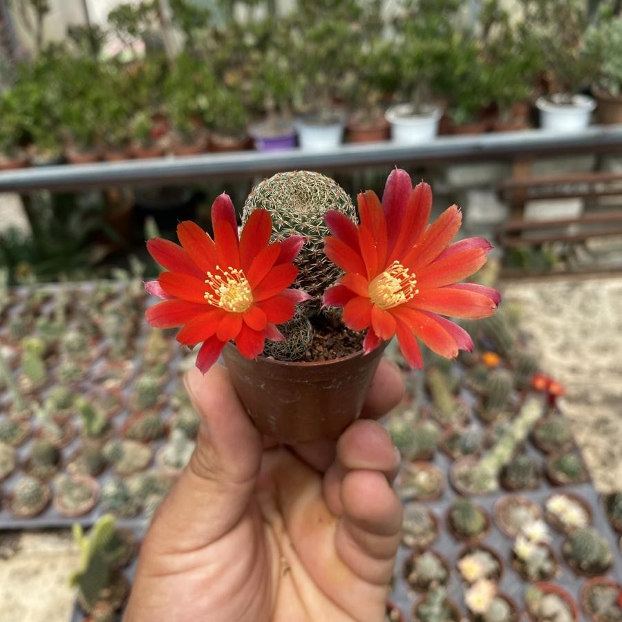 Rebutia