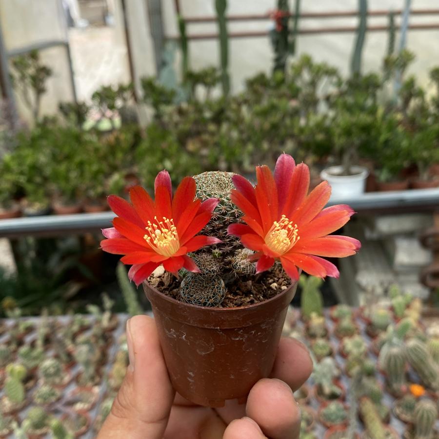 Rebutia