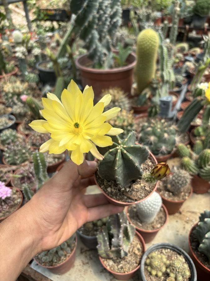Echino cereus