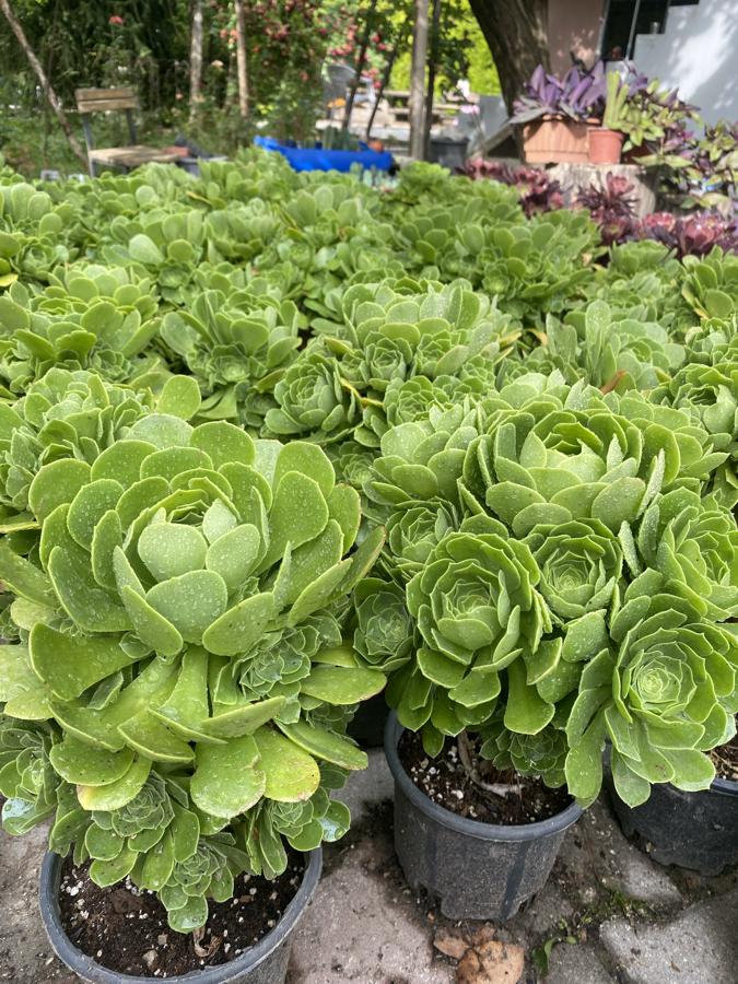 Büyük Boy Aeonium