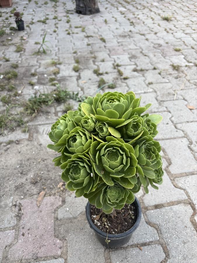 Büyük Boy Aeonium
