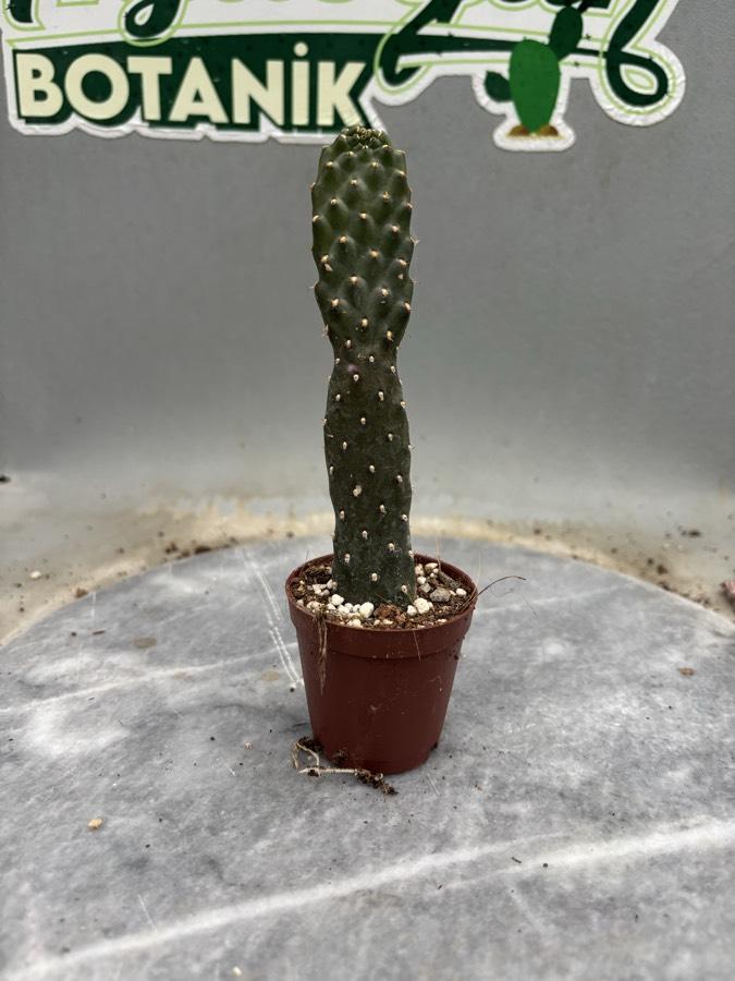 Opuntia Ssp. Dikensiz Yılan Derisi Kaktüs