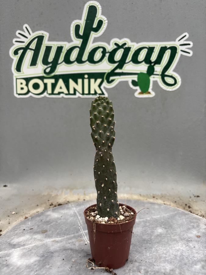 Opuntia Ssp. Dikensiz Yılan Derisi Kaktüs