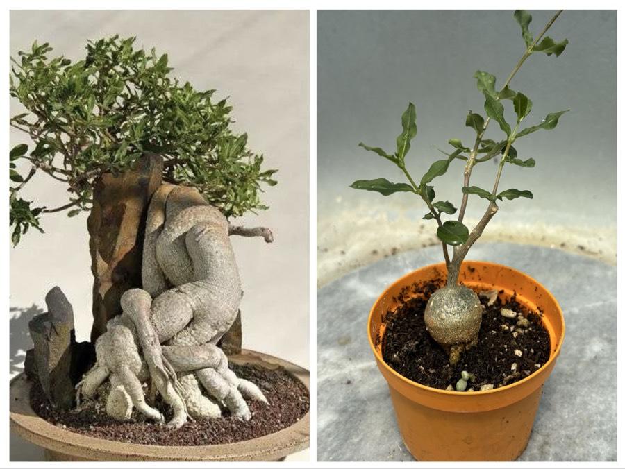 Fockea Edulis