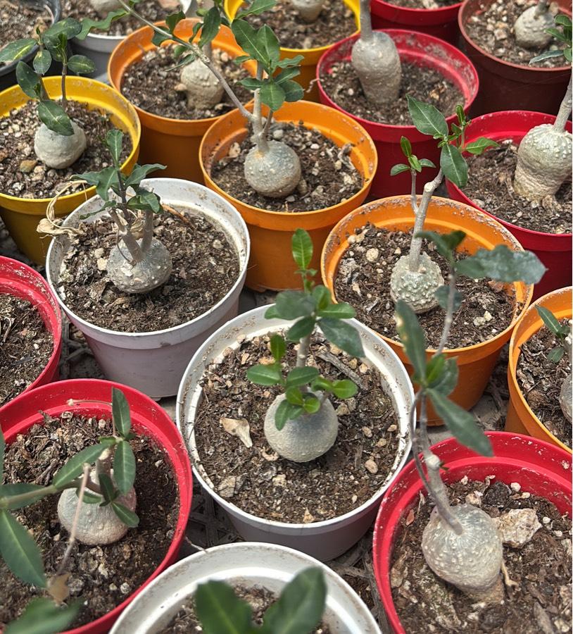 Fockea Edulis