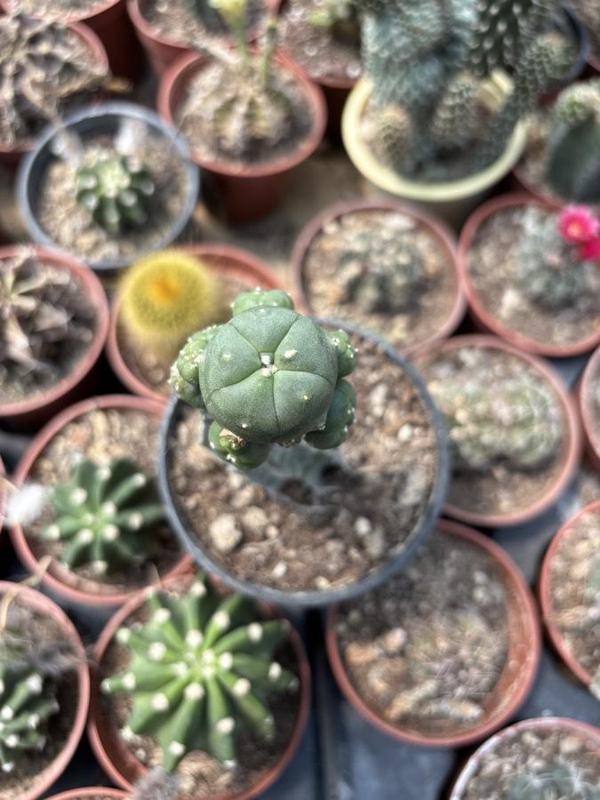 Lophophora williamsii