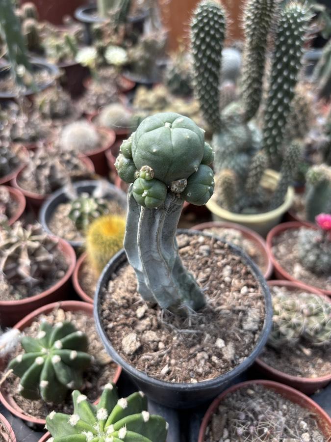 Lophophora williamsii