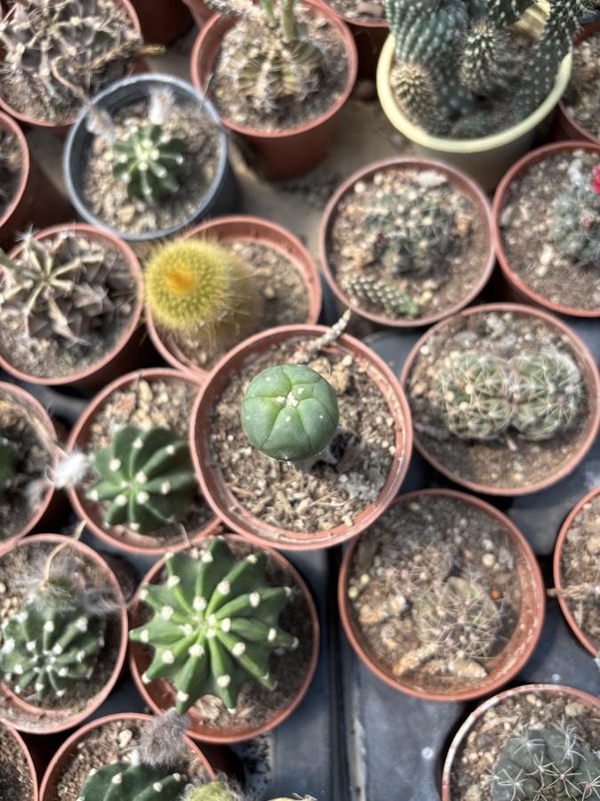 Lophophora williamsii