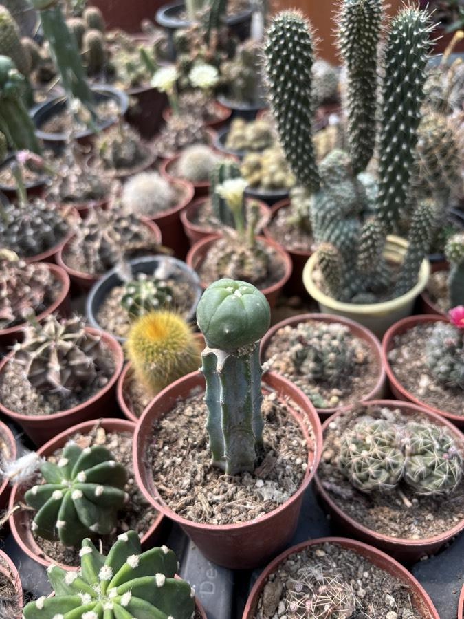 Lophophora williamsii