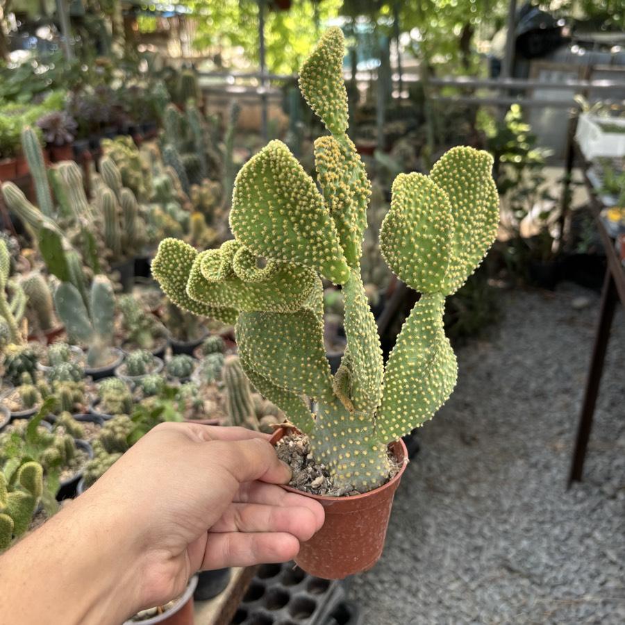 Opuntia cristata