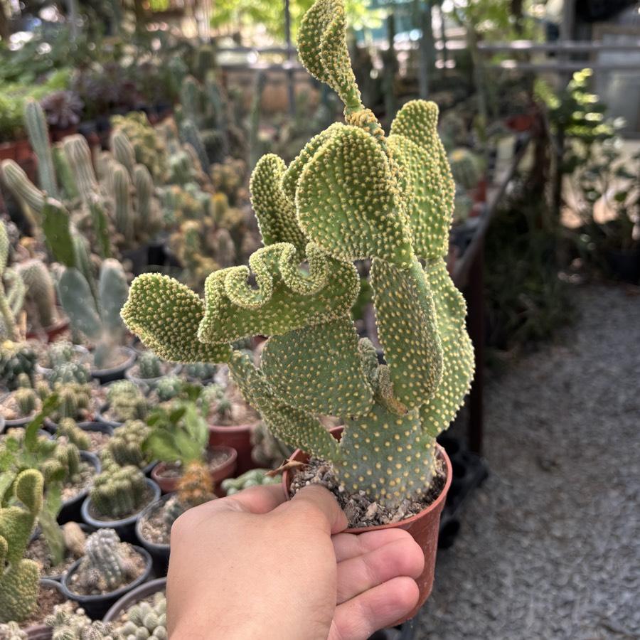 Opuntia cristata