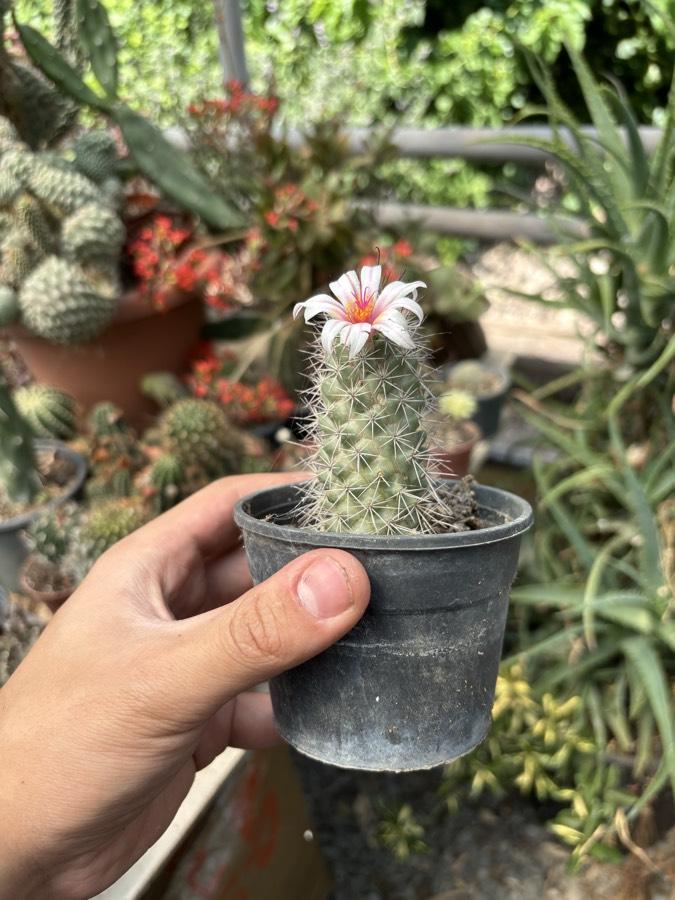 Özel tür mammillaria