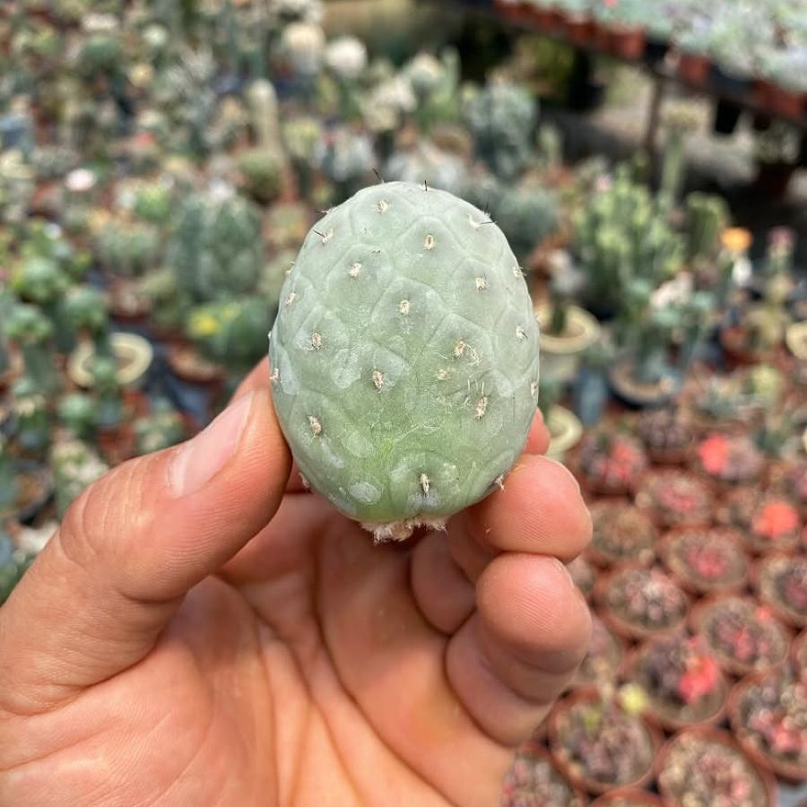 Tepro Kaktüs Dinazor Yumurtası (Teprocactus Geometricus)
