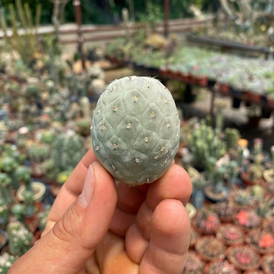 Tepro Kaktüs Dinazor Yumurtası (Teprocactus Geometricus)