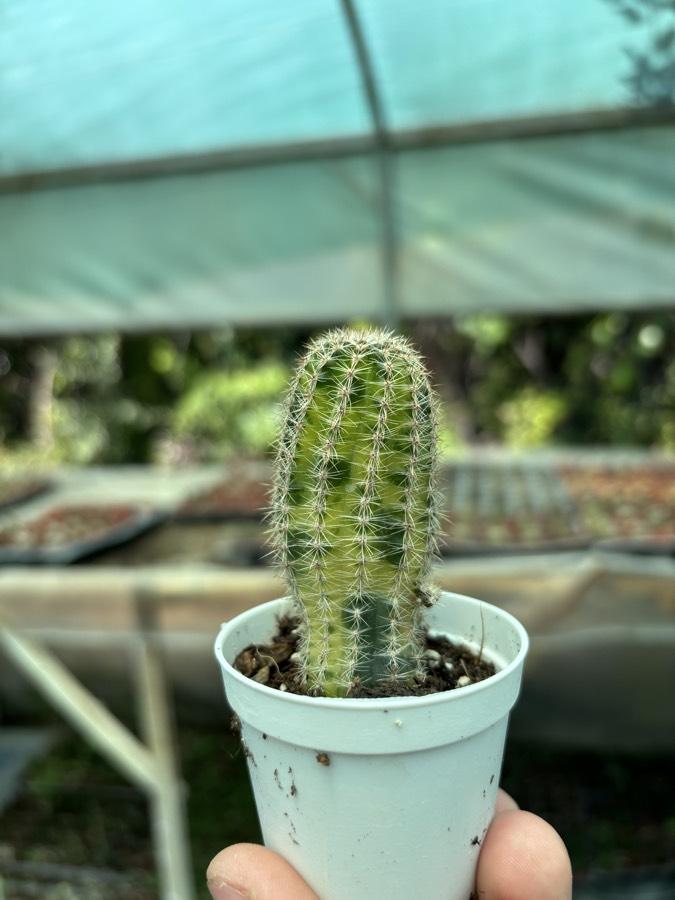 Lovibia variegata