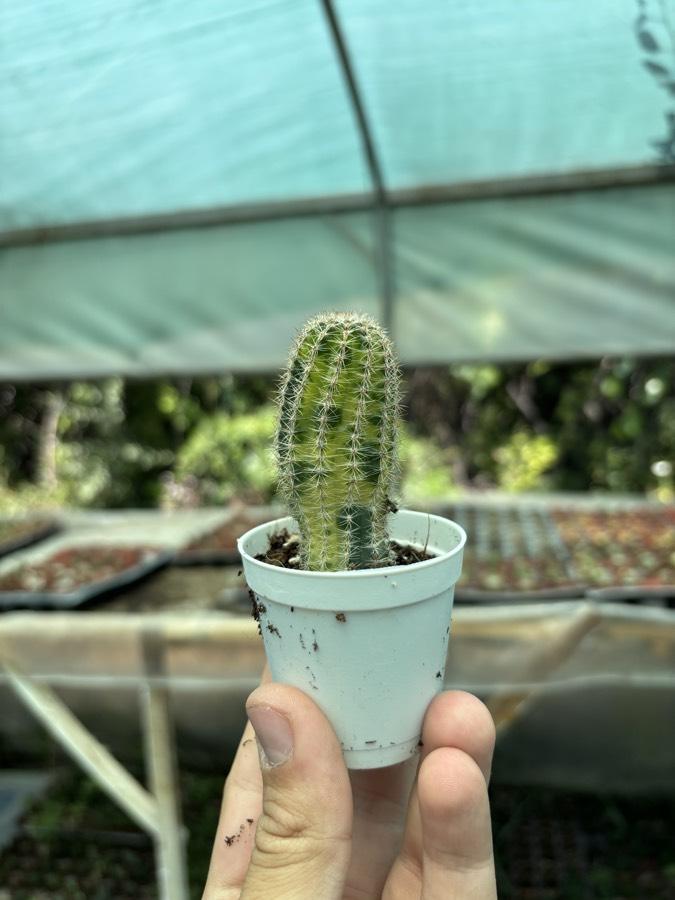 Lovibia variegata