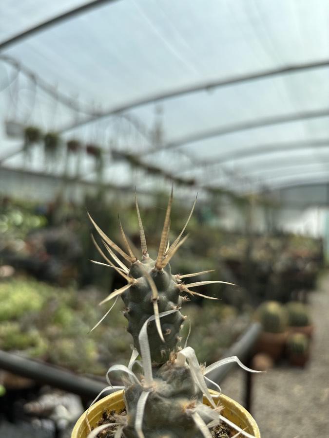 Kağıt dikenli opuntia
