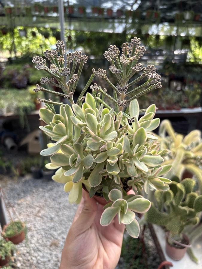 Crassula 'Rusby Variegata'