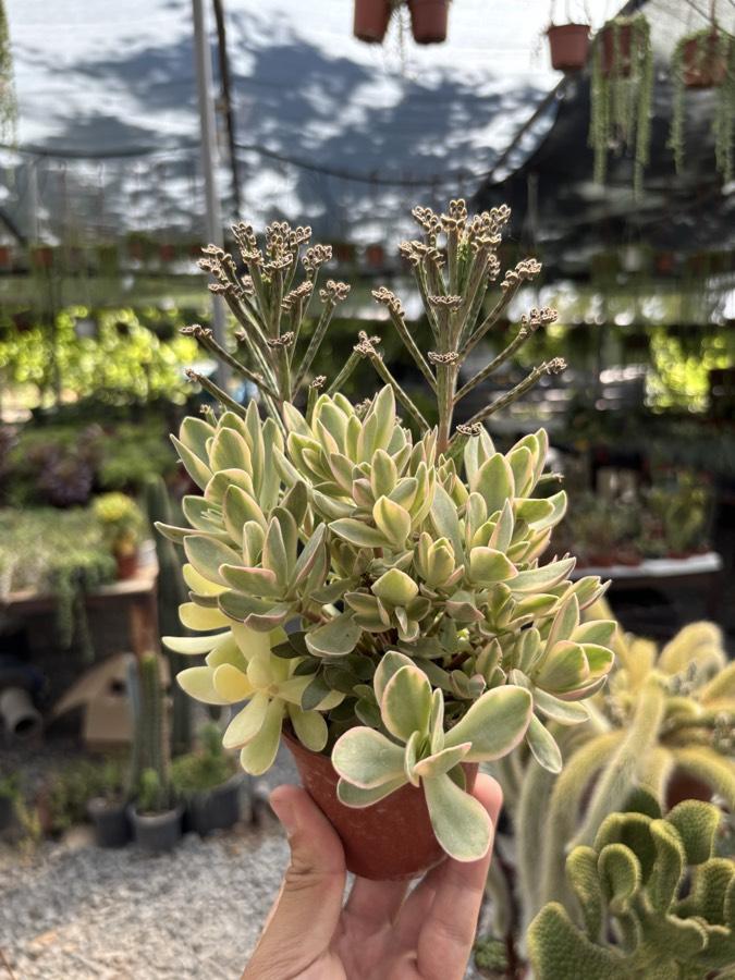 Crassula 'Rusby Variegata'